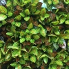 Artificial flowers, artificial lawns, artificial trees, artificial flower artificial lawns, artificial tree plant wall accessories, artificial glue leaves, small trees, artificial small bonsai glue, bonsai artificial plants, artificial plant walls details Picture